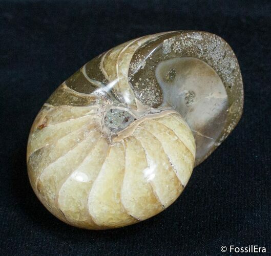 Inch Nautilus fossil from Madagascar #2764